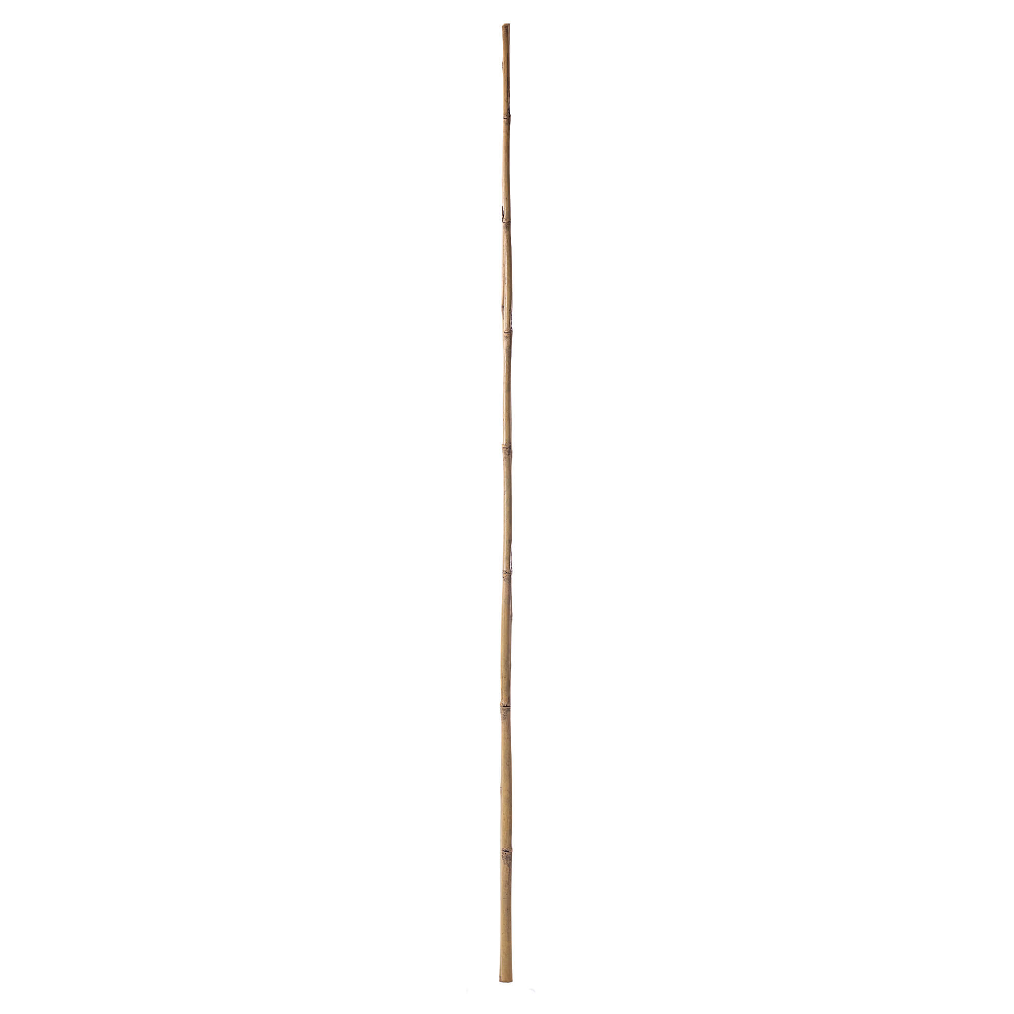 Bambusowa podpora ogrodowa Rai 180 cm x 18-20 mm 15 szt.