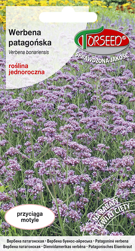 Werbena patagońska - Verbena bonariensis fioletoworóżowa 0,1g
