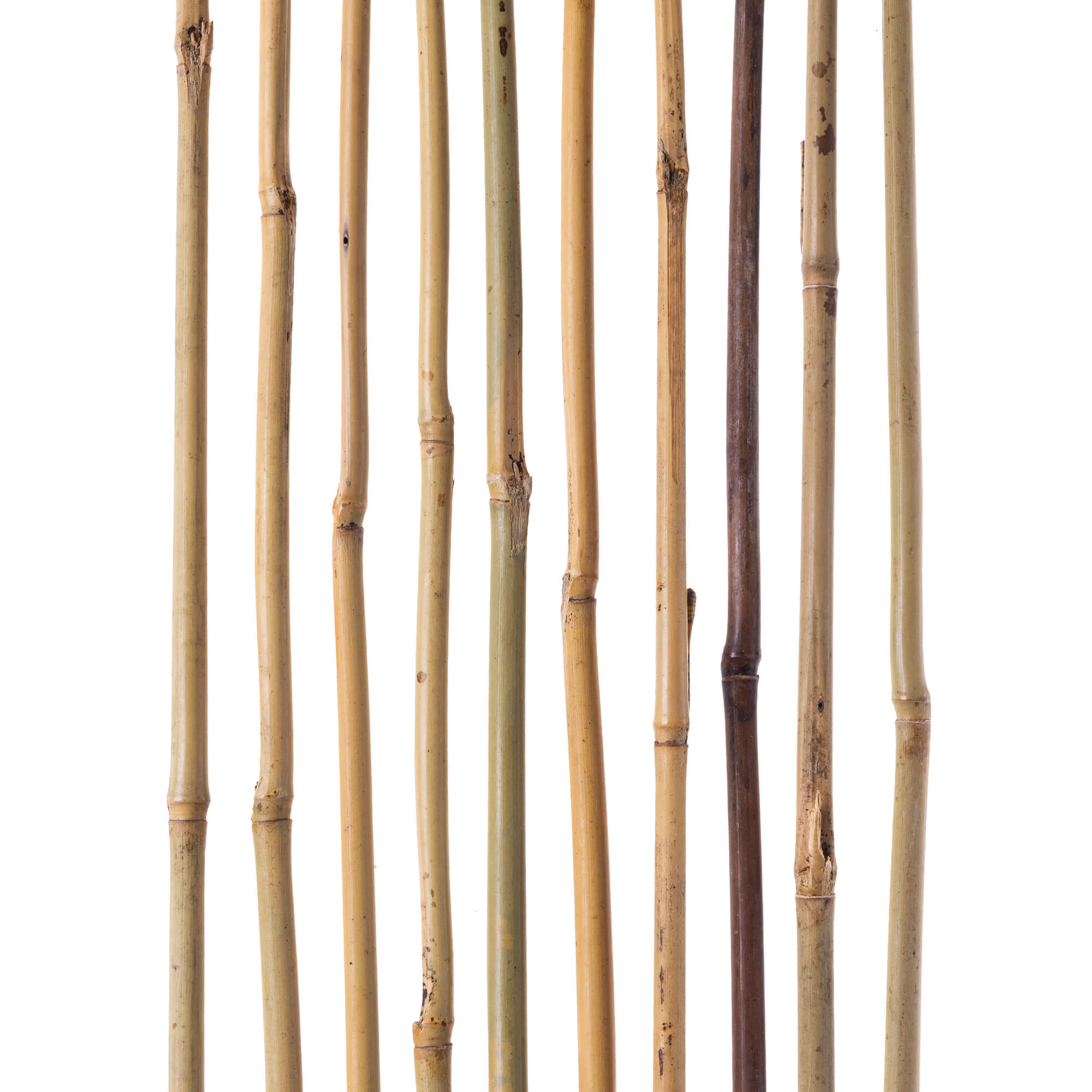 Bambusowa podpora ogrodowa Rai 120 cm x 8-10 mm 25 szt.