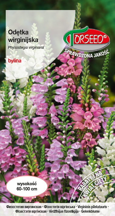 Odętka wirginijska - Physostegia virginiana mieszanka 0,1g