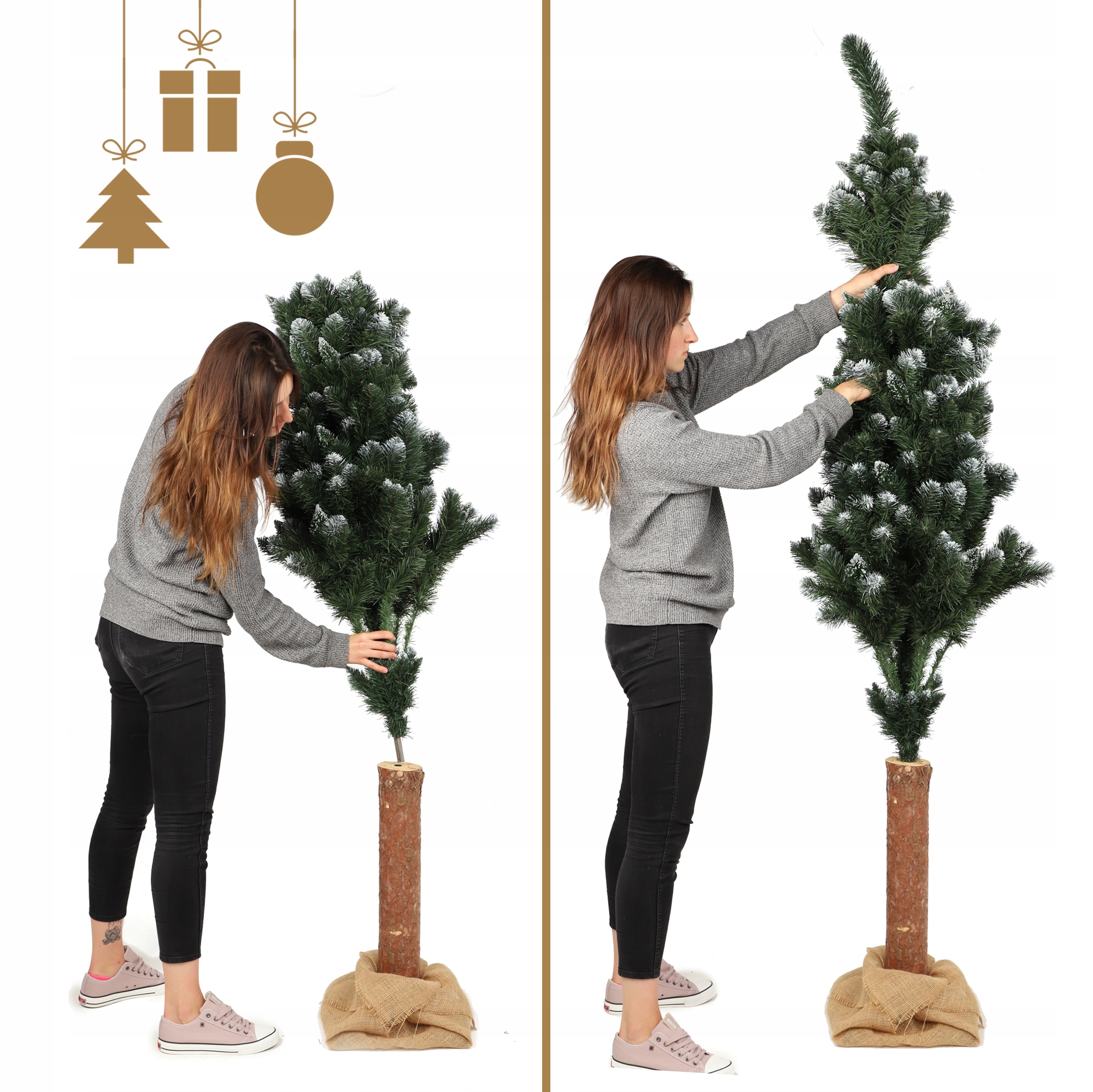 Choinka na pniu sosna diamentowa Roana 220 cm