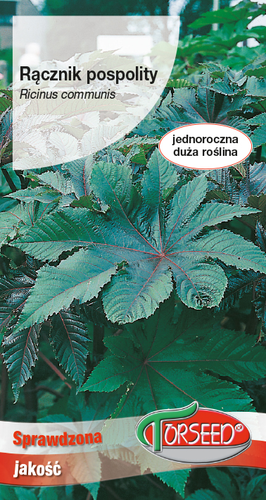 Rącznik - Ricinus communis zielonolistny 6g
