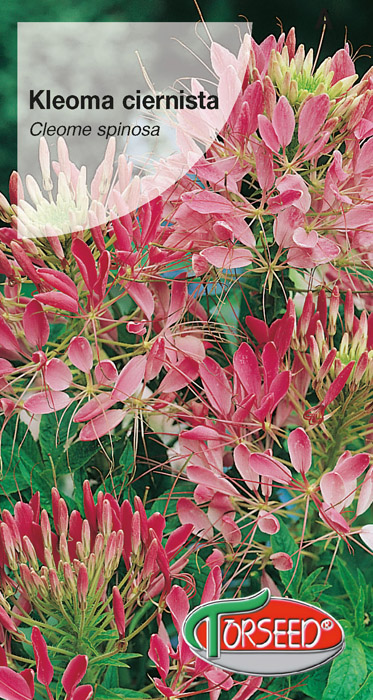 Kleoma ciernista - Cleome spinosa różowa 1g