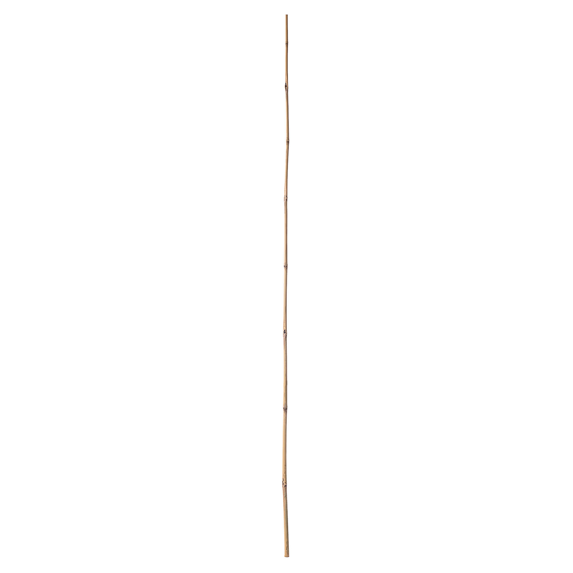 Bambusowa podpora ogrodowa Rai 180 cm x 12-14 mm 25 szt.