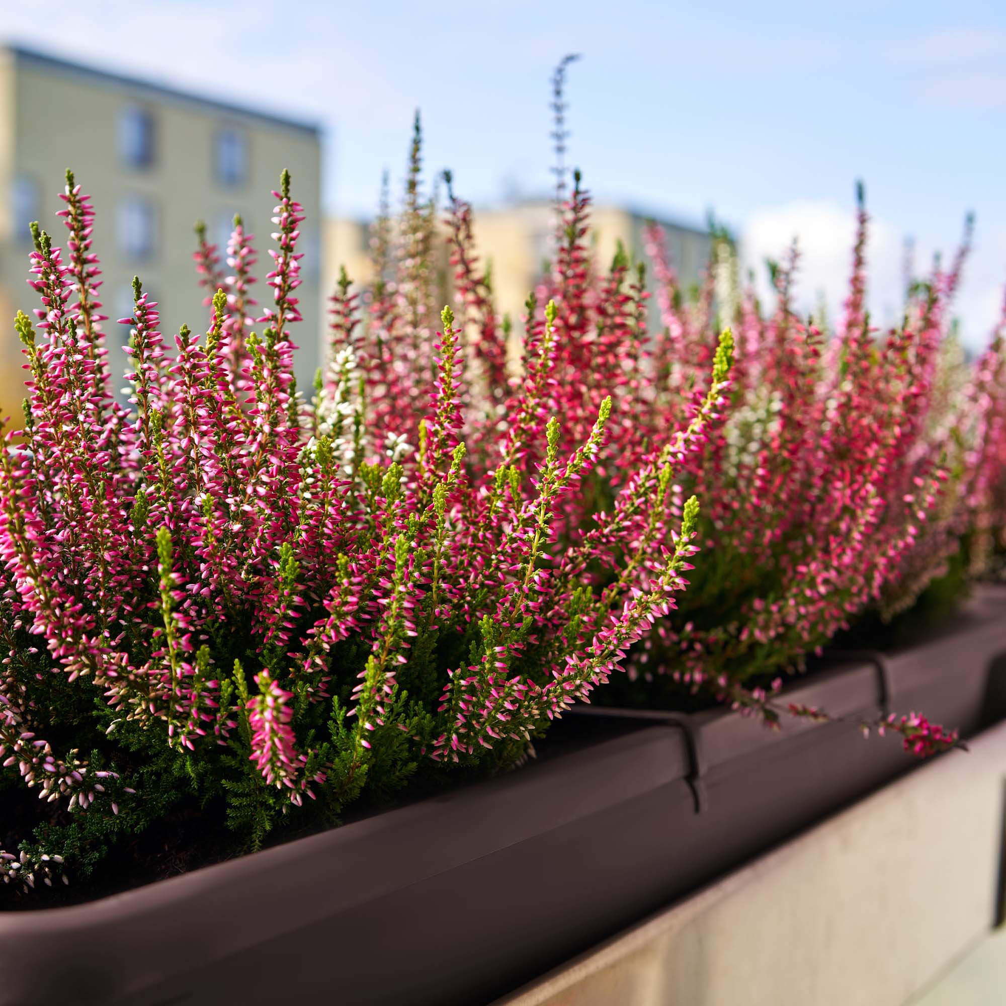 Skrzynka balkonowa z podstawką i uchwytami Evron 60 cm, brązowa