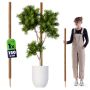 Tyczka do roślin kokosowa Cande 150 cm podpora doniczkowa 1 szt.