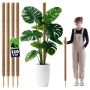 Tyczka do roślin kokosowa Cande 120 cm podpora doniczkowa 4 szt.