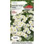 Stokrotka łąkowa - Bellis perennis biała 0,2g