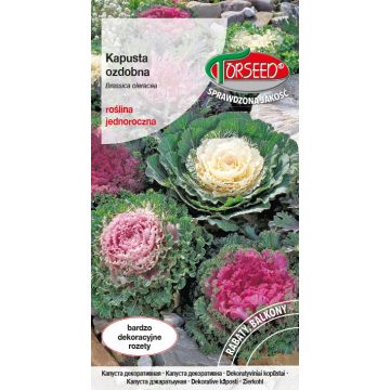 Kapusta ozdobna - Brassica oleracea o kolorowych, "fryzowanych" liściach 0,5g