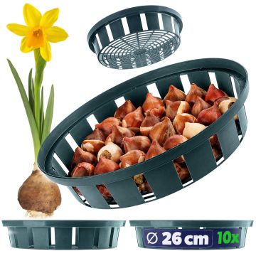 Koszyk do cebulek Julis 26 cm, 10 szt.