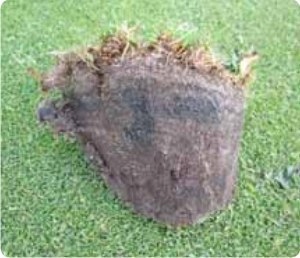 Nawóz do trawy Barenbug BarFertile Regeneration 3-4m 5kg