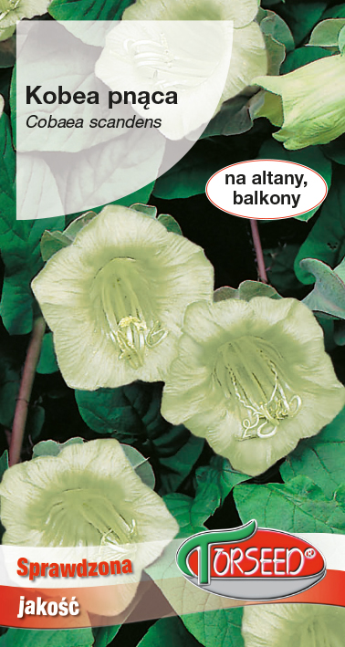 Kobea pnąca - Cobaea scandens biała 0,8g