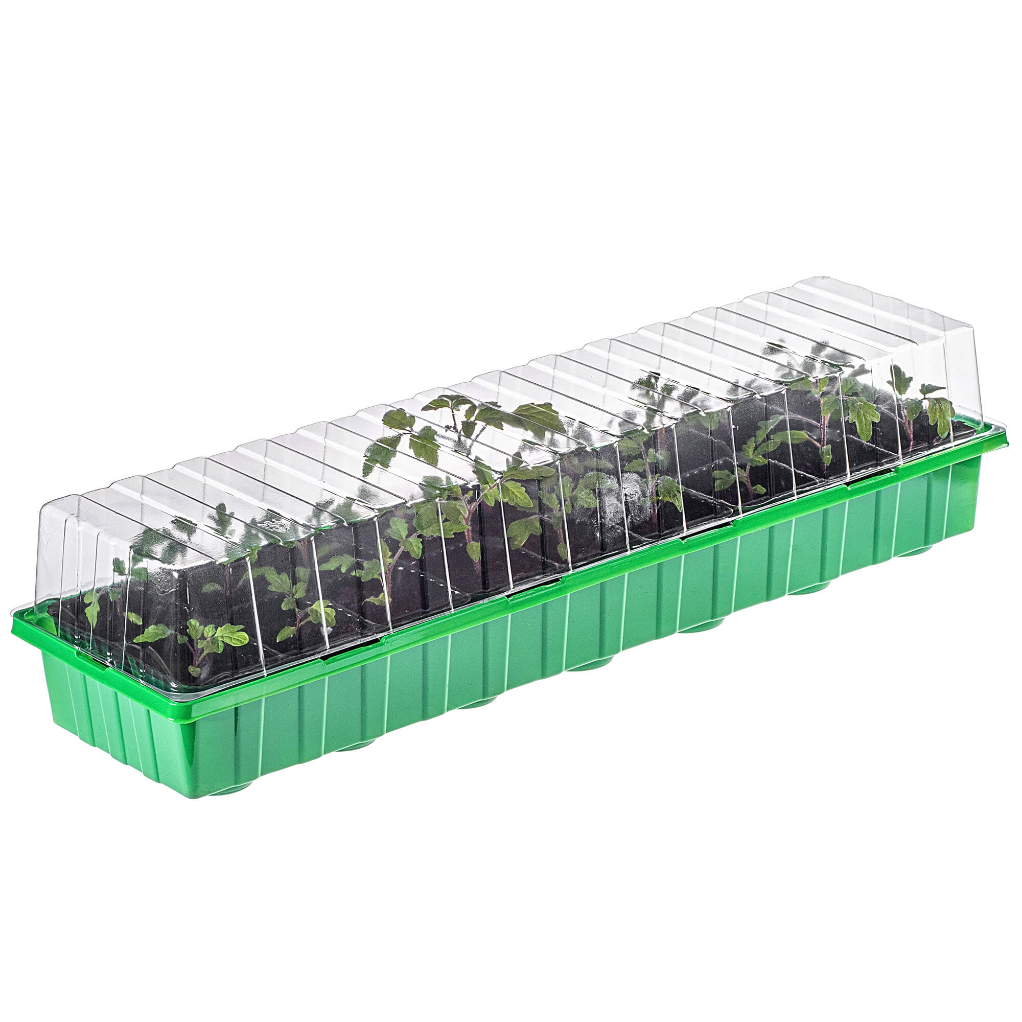 Miniszklarnia Vesima, 20 komórek 54 x 16 cm, zielona