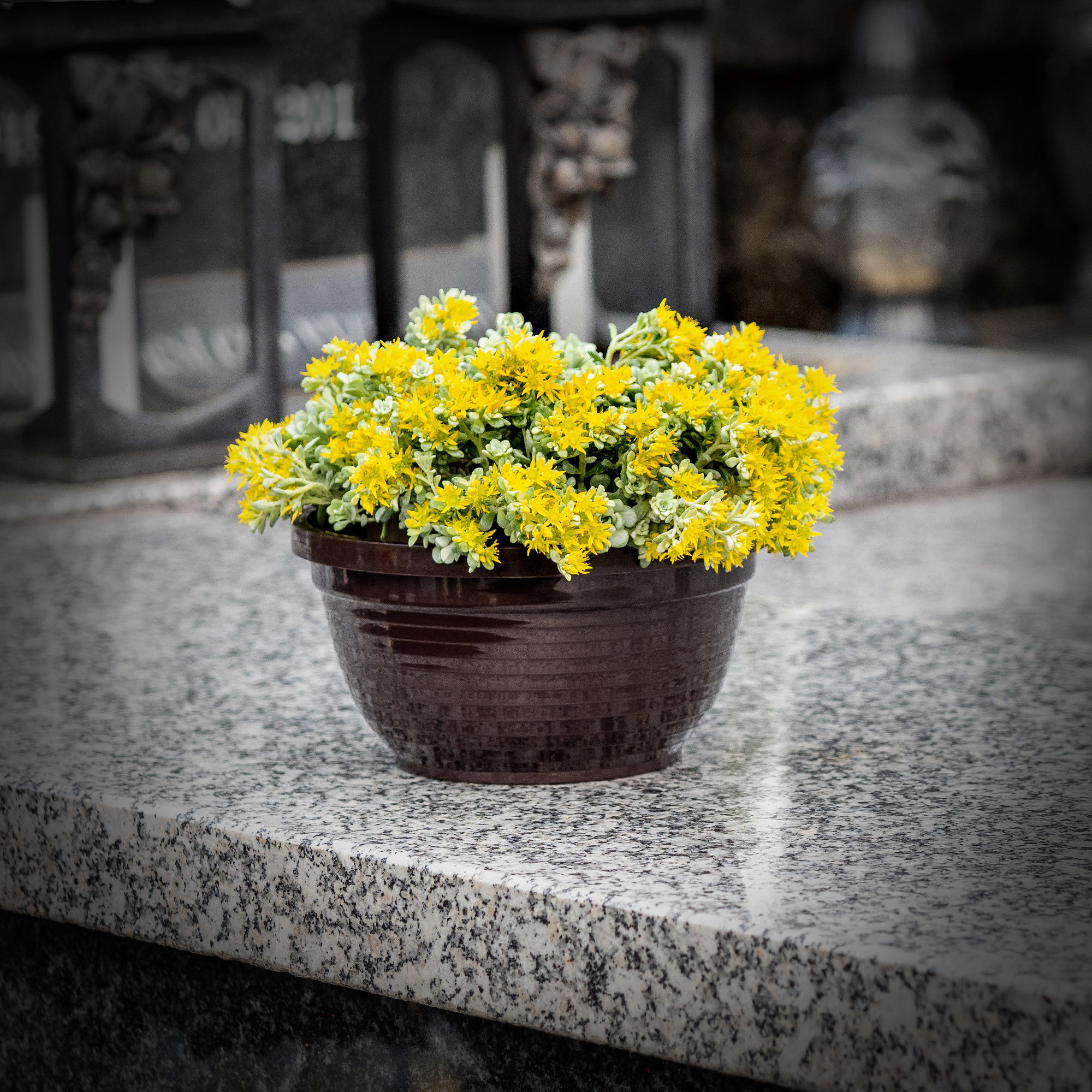 Miska na kwiaty Verna 20 x 9 cm, brązowa