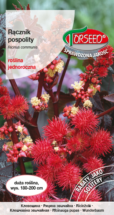 Rącznik - Ricinus communis czerwonolistny 6g