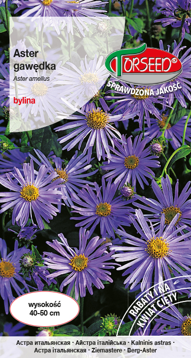 Aster gawędka - Aster amellus lawendowoniebieski 0,3g